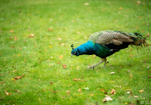 Alternativer Bärenpark Worbis